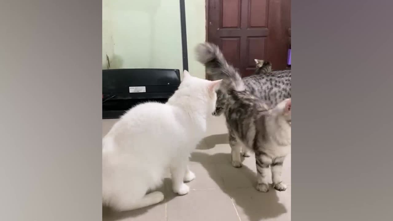 Funny Cats Videos Part: 01