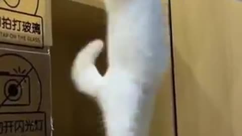 Cute cats video