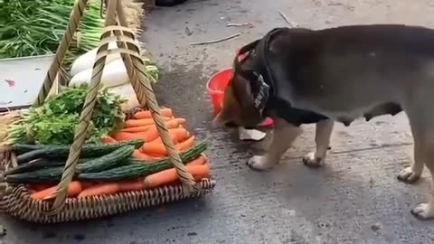 German shepherd buying vegetable for sick owner!