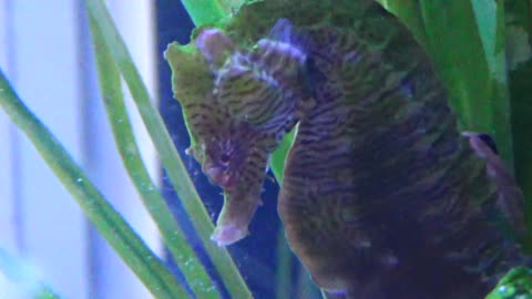 Seahorse