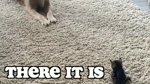 kitten dog cute funny 😍
