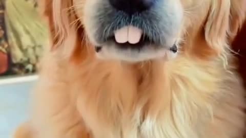 Want your dog to turn into a rabbit? See how cute it gets! Make sure to check it out! 🐶🦷😂