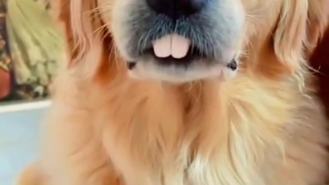 Want your dog to turn into a rabbit? See how cute it gets! Make sure to check it out! 🐶🦷😂
