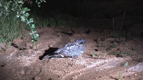 Ave_ Gallina ciega, Caprimulgus longirostris, En el JBN