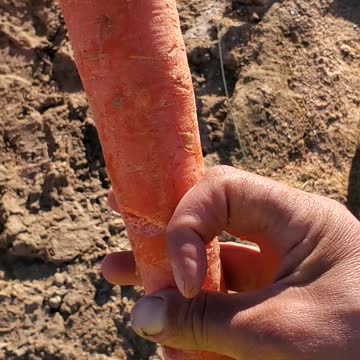 Giant carrot