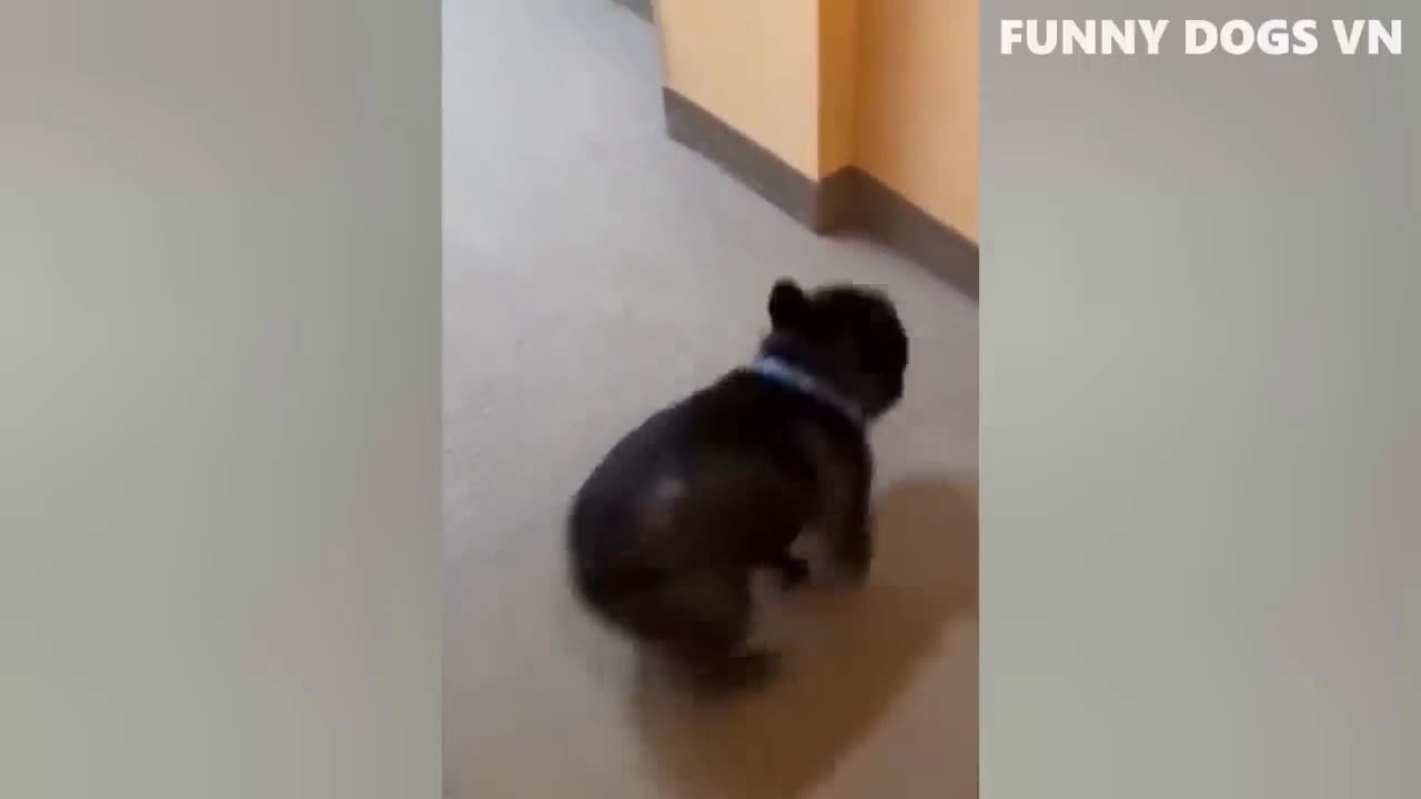 Dog funny videos