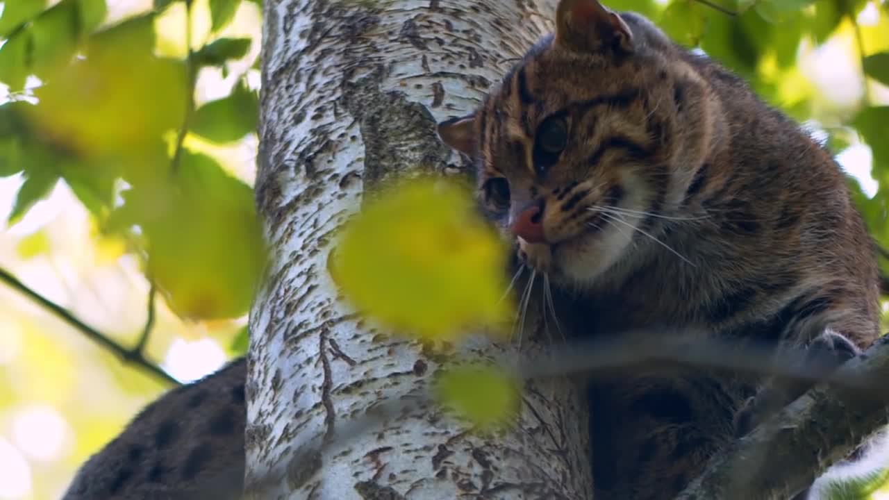 Fishing Cat: The Cat That Hunts Underwater