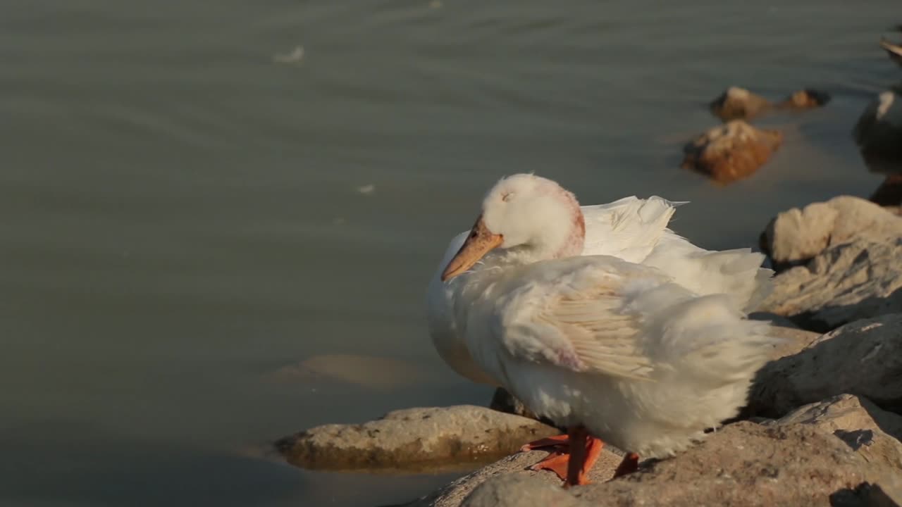 Wild Ducks Grooming Their Feathers While Resting On The Rocks At The Side Of The Pond