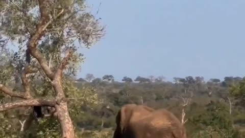 Elephant enjoy with tree