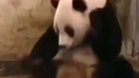 Le Panda