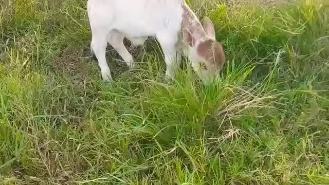 Mini Cow # 1 Feet Height Only # miniature Punganuru #Nadipathy Goshala