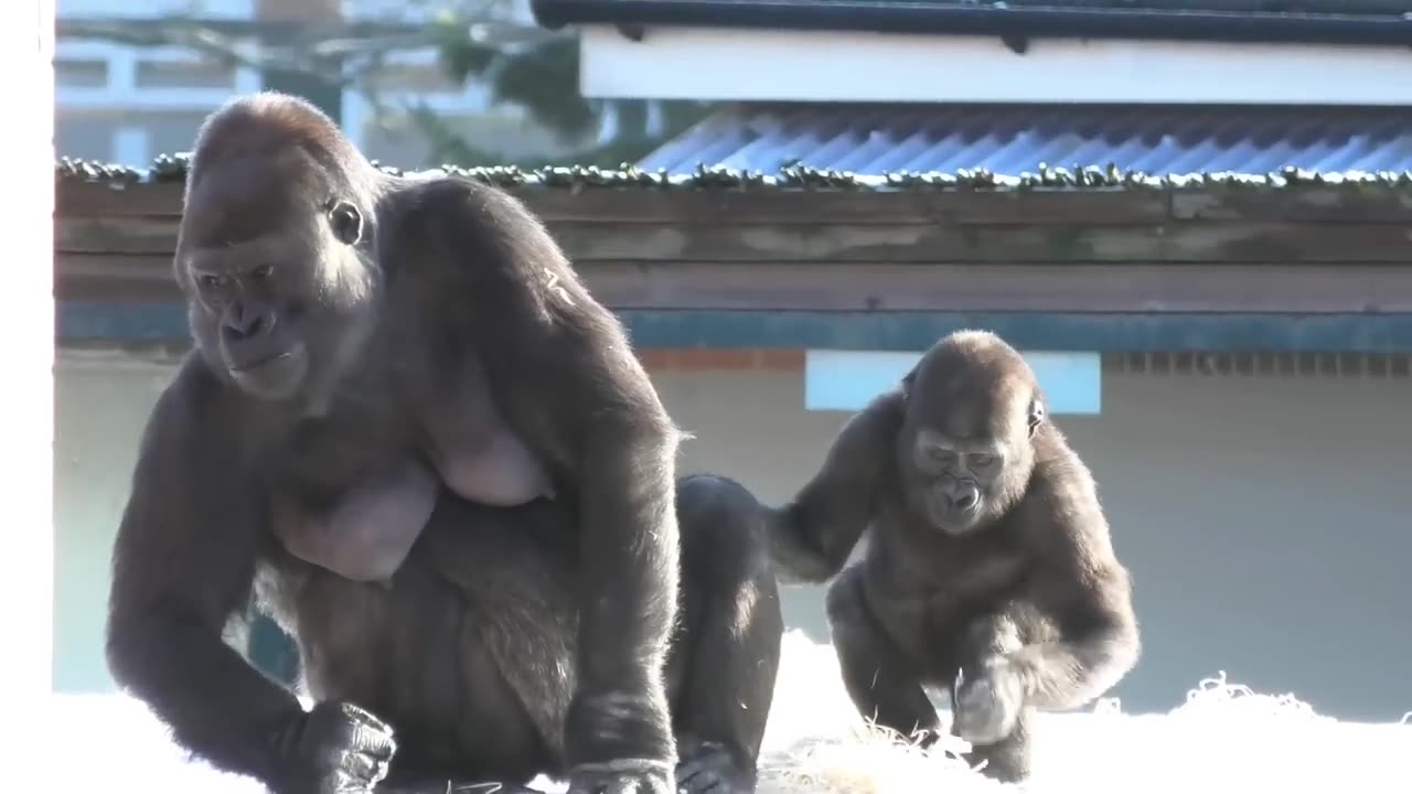 Gorilla youngster beats chest at mom, instantly regrets it