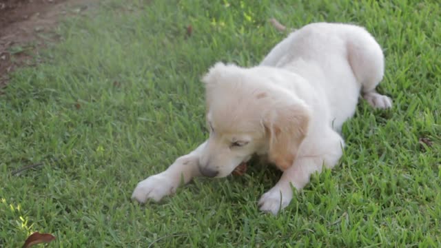 Cute Golden Retriever