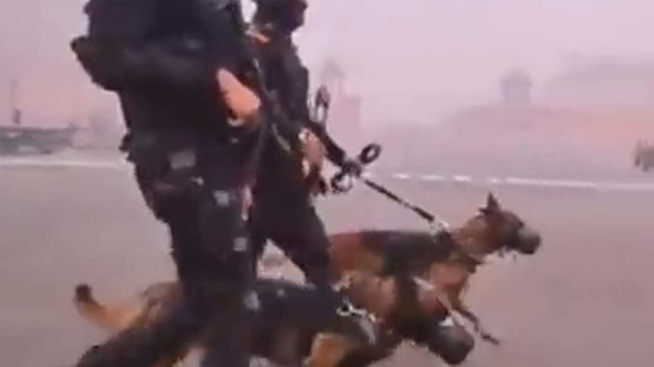 💯🔥#// indian army dogs training new video.//🔥💯@ short# army#varil training reels#.