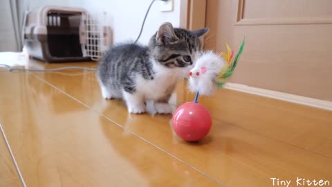 Kitten Coco vs Toys that get up indefinitely