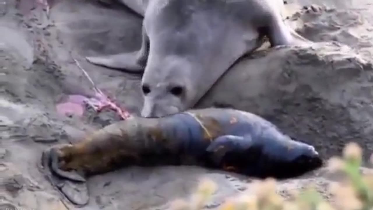 Mother seal delivers a baby thinks it's dead & then realizes the baby is alive