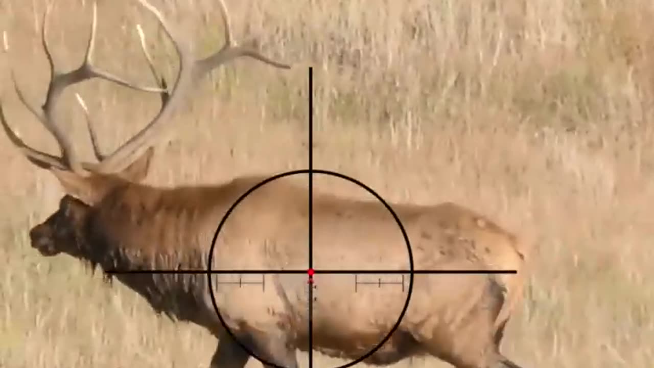 Hunting_Swamp_Deer___Rifle_Dead_Shot___Scope_Cam___MrAhery___#hunting_#031(720p)