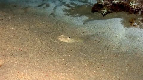 Stargazer Fish Indonesia