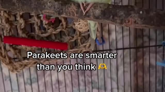 Parakeets are smarter than you think