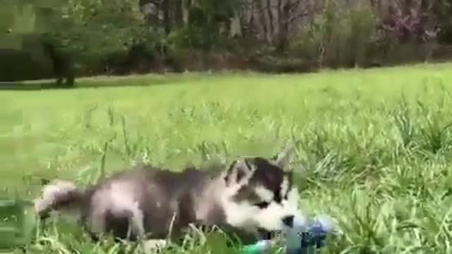 Like a litter of huskies