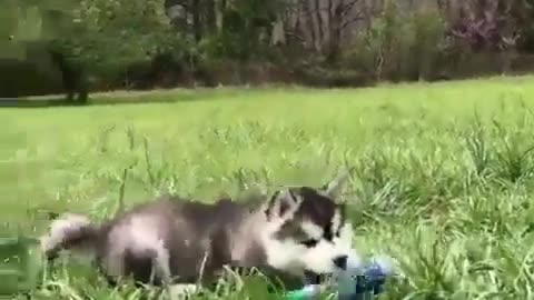 Like a litter of huskies