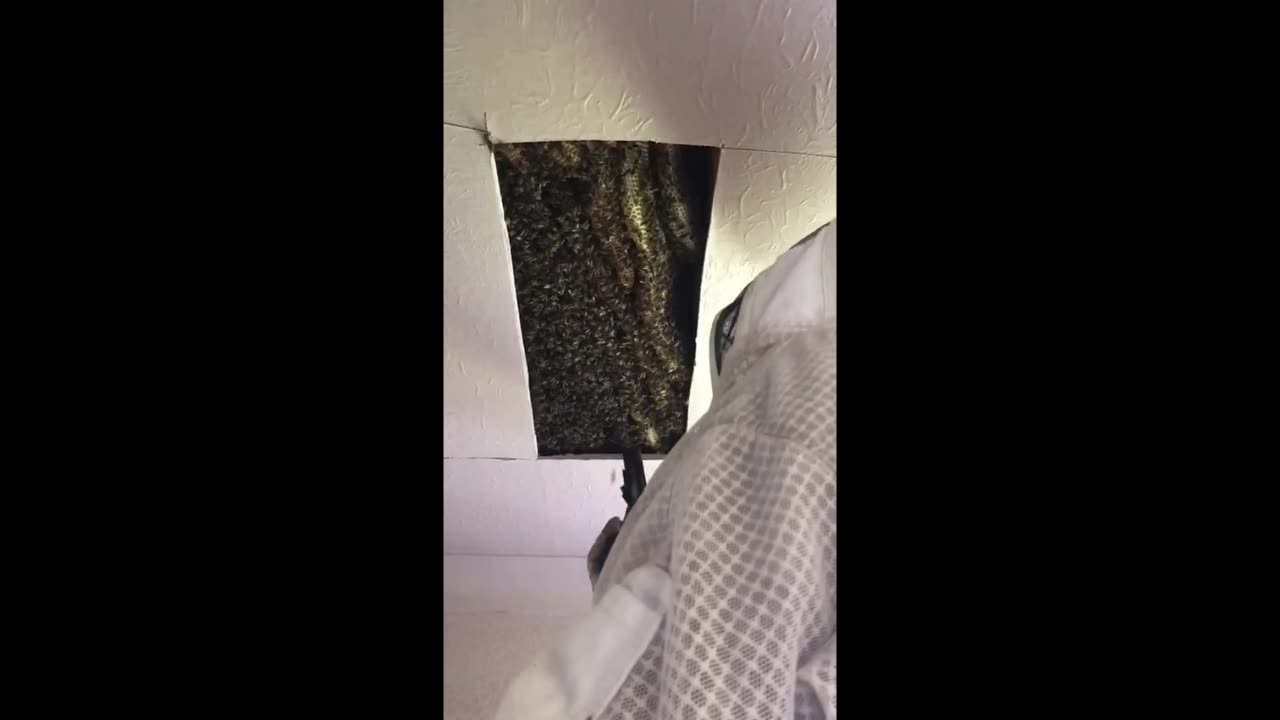 Ceiling bees cut out, removal and re home