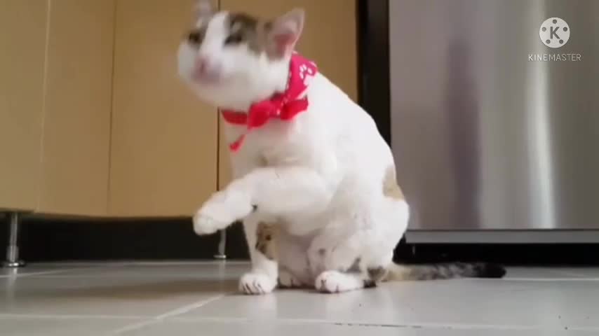 Baby Cats - Cute and Funny Cat Videos Compilation #34 | Aww Animals🐱🐱🐱🐱