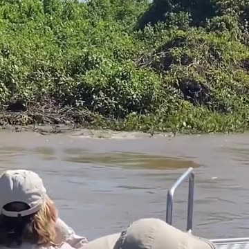 A Jaguar Kills An Alligator