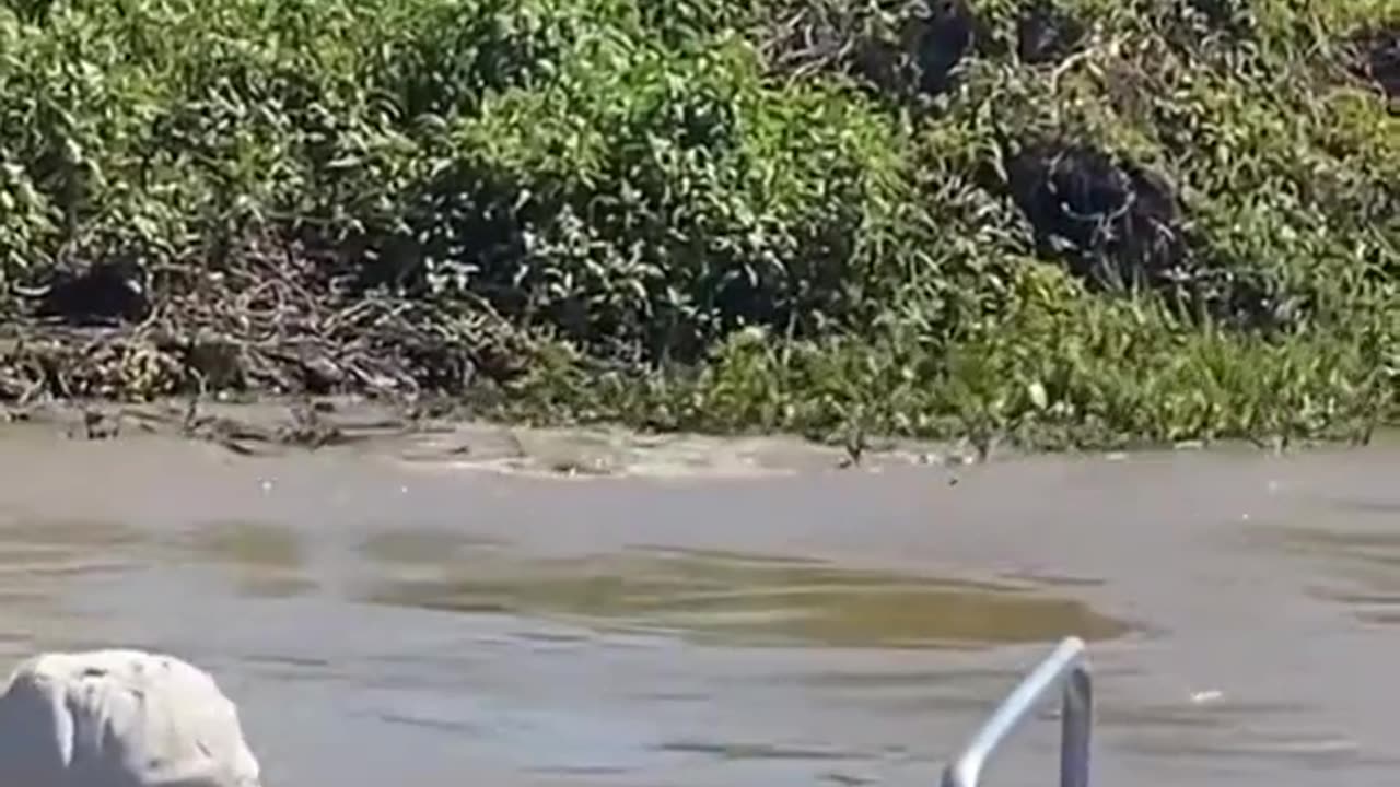 A Jaguar Kills An Alligator