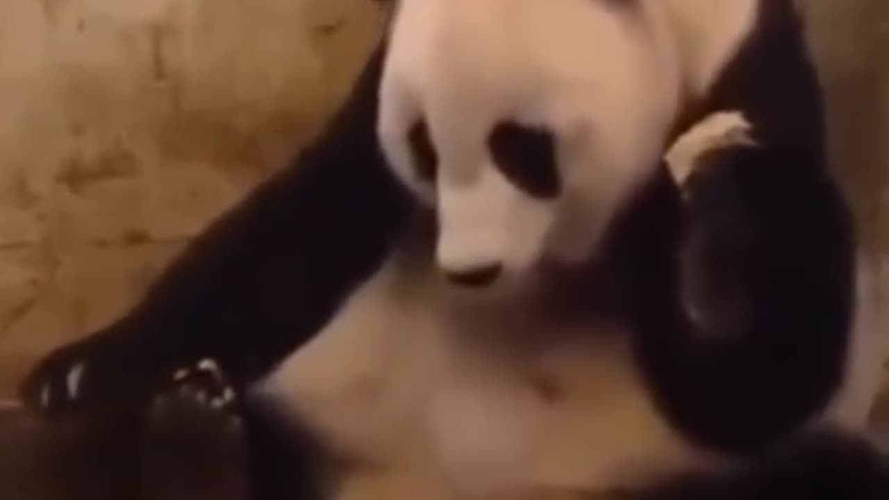 Panda Funny 🤣🤣 Video || Sometimes, I forget I’ve been a mother already