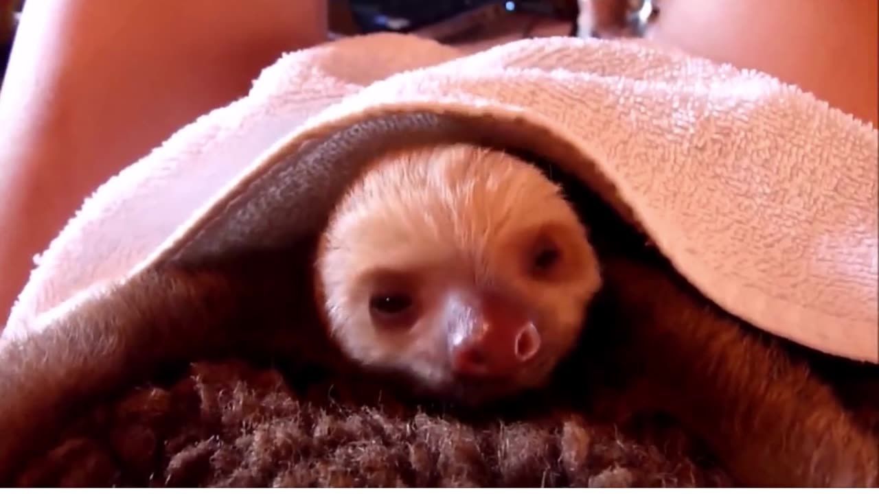 Cute Baby Sloths Ever Baby Sloths Being Sloths - FUNNIEST Compilation