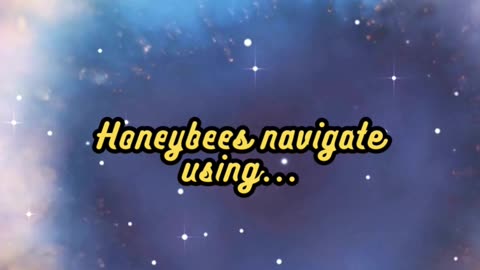 Animal Facts Honeybee Navigation #shorts