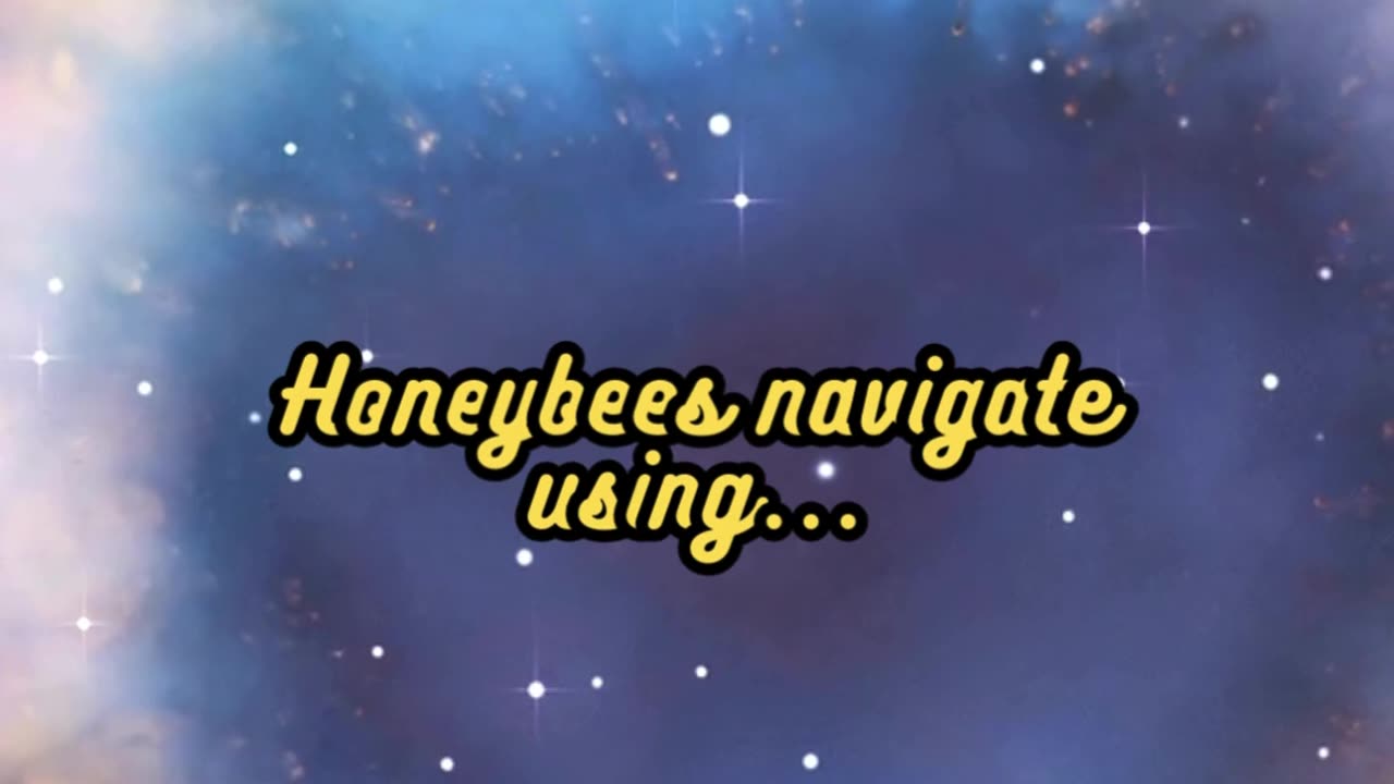 Animal Facts Honeybee Navigation #shorts