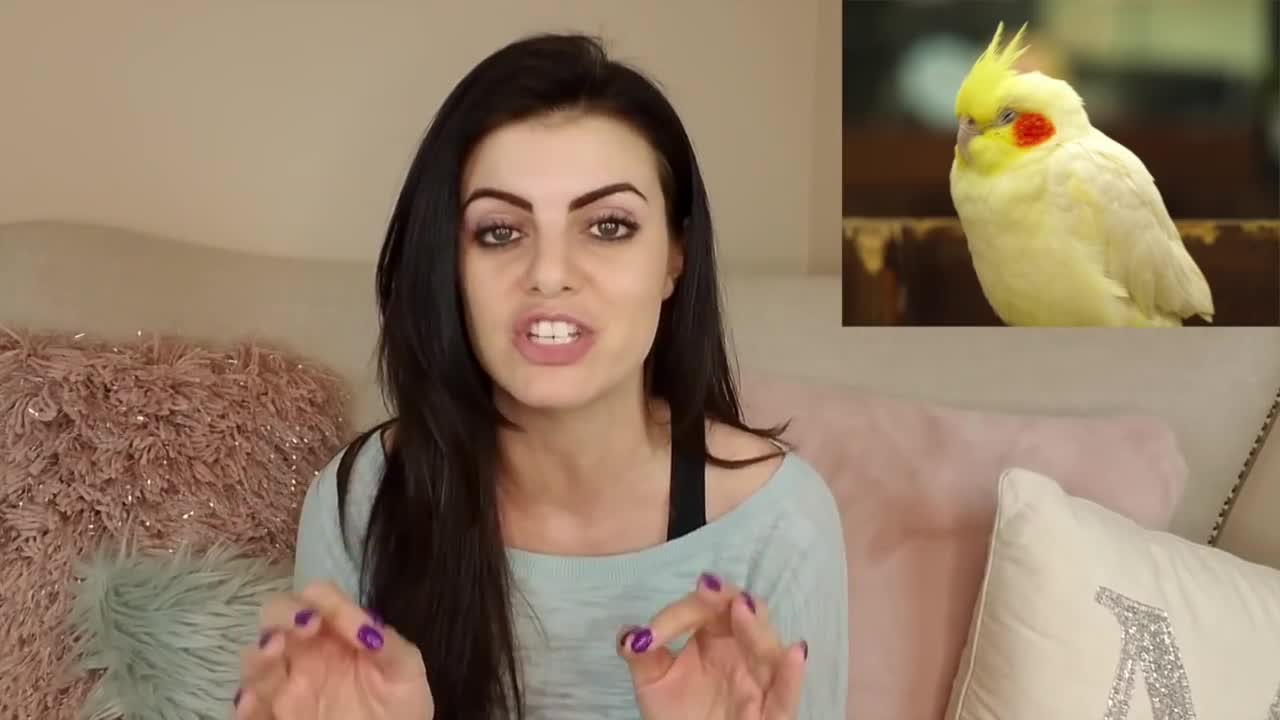 5 Pet Birds Friendly foe Lads | PARRONT TIP TUESDA