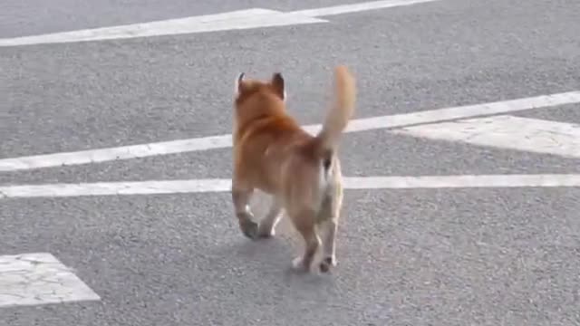 Happy dog 'dances' down the street 😂