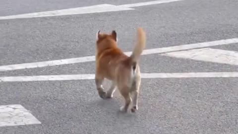 Happy dog 'dances' down the street 😂