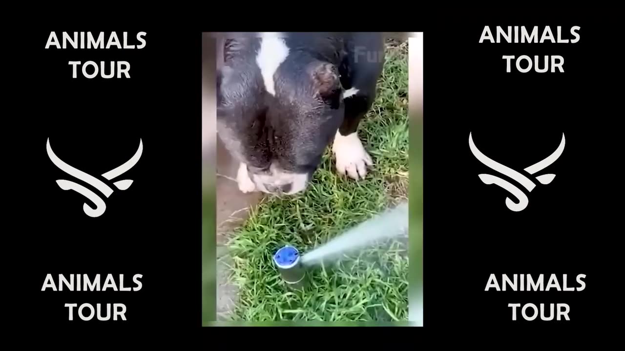 Funny animals - Funny cats / dogs - Funny animal videos #1