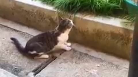 funny cat videos