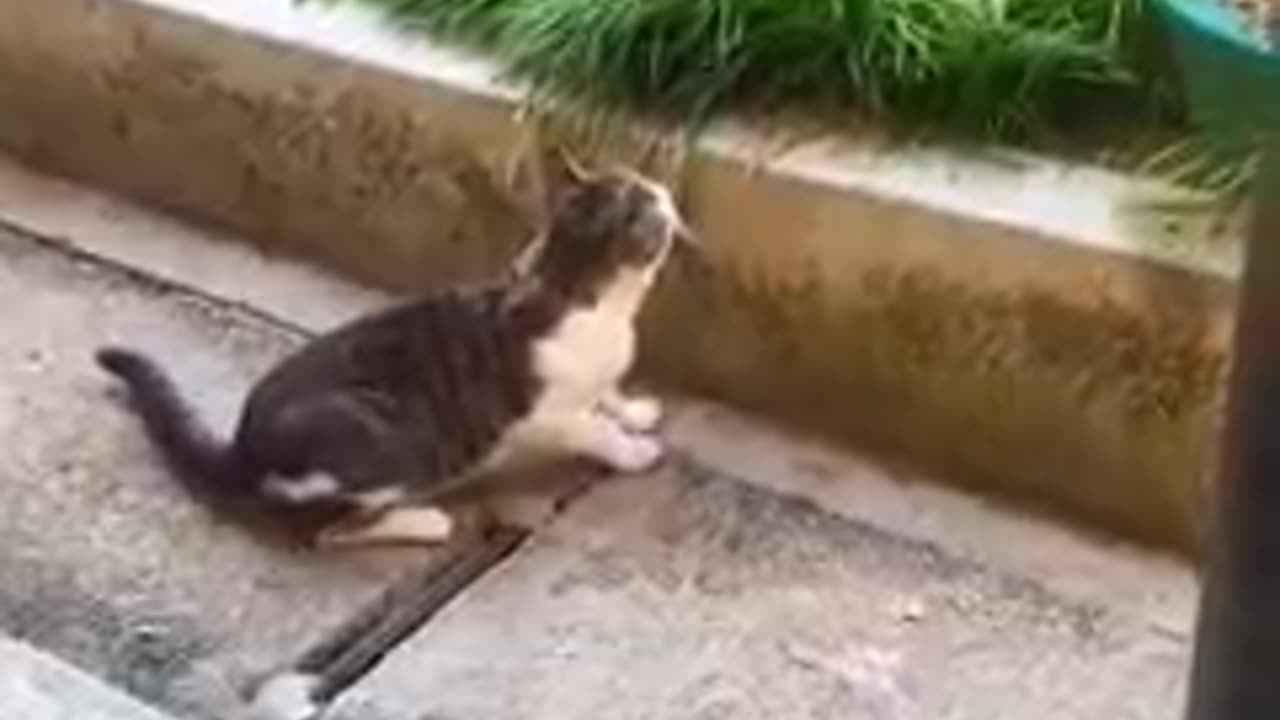funny cat videos