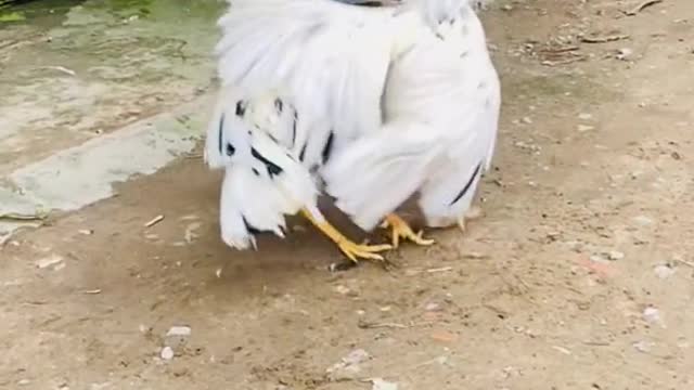 competition between 2 cockfighting opponents