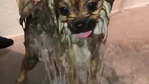 Dogs love to play with water.