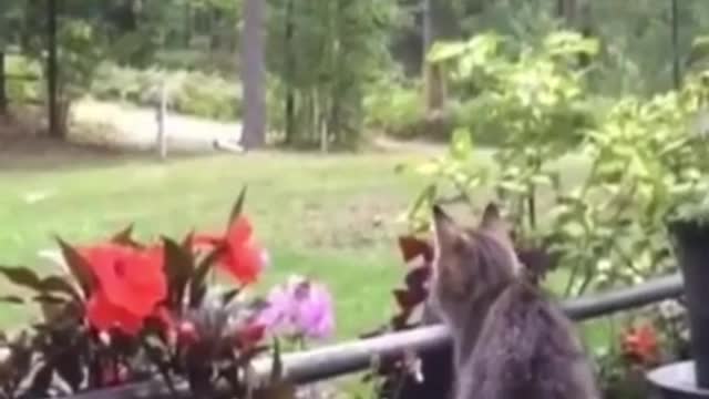 CAT leap of faith – Cat takes a dive into another dimension LOL – Funny Cat Videos 2021 - LOL