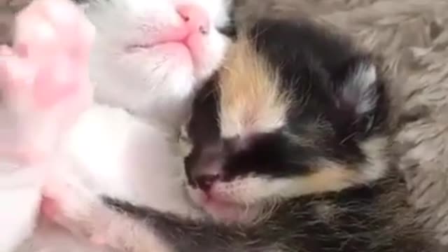 Pink mouth, black and white hair