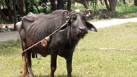 Amazing big bill and small cow mating 🐂🐄