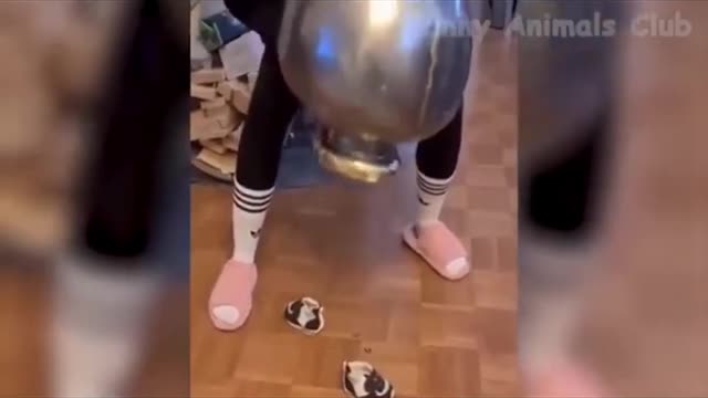 funny animals