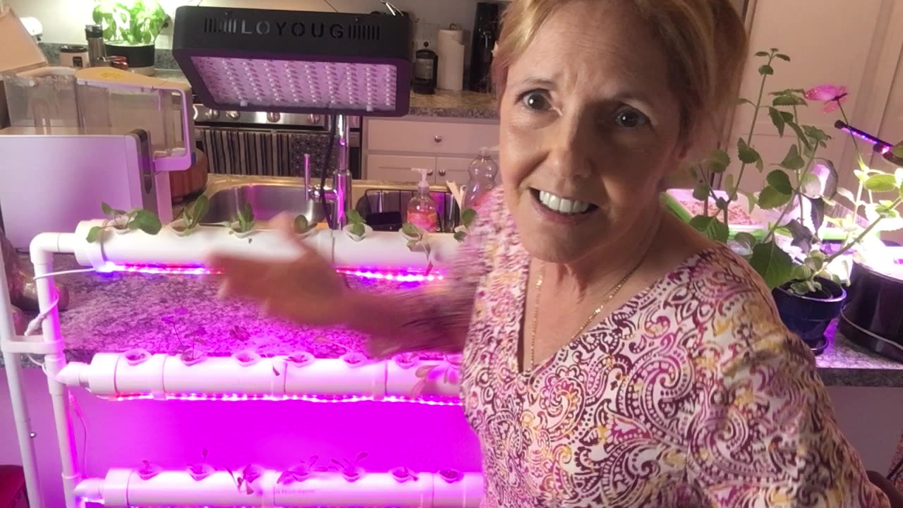 My Living Kitchen! Indoor Hydroponic Rack set up & populated with seedlings!