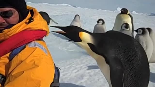 Emperor Penguin - Close Encounter of the Third Kind