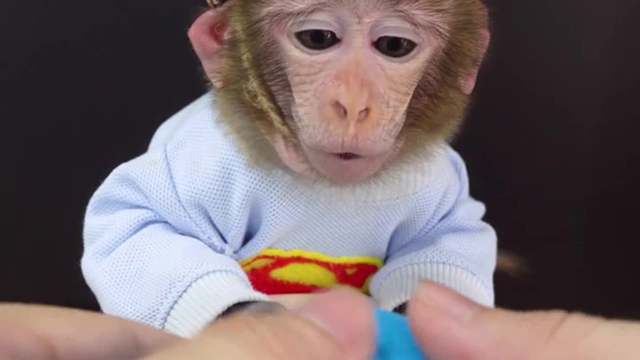 Monkey