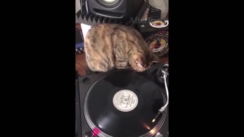 dj cat catches the rhythm