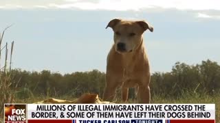 Animal Shelter Crisis at Border